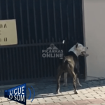 [VÍDEO] Pitbull morde pedestre, derruba portão e provoca pânico