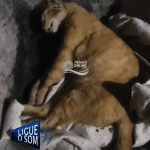[VÍDEO] Tutor de gatinho morto por envenenamento lamenta onda de animais assassinados em Penha