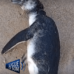 [VÍDEO] Visitante encontra pinguim em praia de Penha