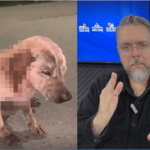 [VÍDEO] Cachorrinho atropelado fica à mercê da própria sorte em Penha; desleixo para com a causa animal é vergonha para a Prefeitura