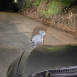 [VÍDEO] Cachorrinho é abandonado em local remoto de Penha