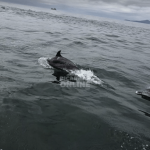 [VÍDEO] Cardume de golfinhos encanta pescadores na manhã deste sábado