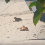 [VÍDEO] Penha: cachorrinhos de pescador que foi preso ficam na praia à espera de tutor; vizinhos buscam adoção para os animais