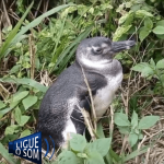[VÍDEO] Pinguim surge em trilha de Penha e mobiliza equipe de resgate