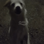 [VÍDEO] Rua de Penha vira ponto de abandono de animais; moradores pedem socorro ao poder público