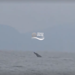 [VÍDEO] Show em Penha: baleia é avistada na Praia Vermelha
