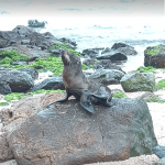 [VÍDEO] Animal marinho dá o ar da graça em praia de Penha