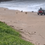 [VÍDEO] Cachorrada solta em praia de Penha bota visitantes pra correr