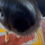 [VÍDEO] Conheça o Estopa, cachorrinho mascote do Posto Penha