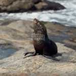[VÍDEO] Lobo-marinho é encontrado tomando banho de sol em praia
