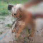 Polícia Civil conclui inquérito e mulher é indiciada por maus tratos conta cãozinho amarrado sob chuva e com lesão nos olhos