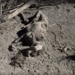 [VÍDEO] Sujeira toma conta das areias da Praia de São Miguel; cão morto exala cheiro forte