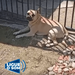 [VÍDEO] Cão de grande porte solto em rua de Penha gera medo em vizinhos, que cobram atitude da Prefeitura