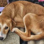 Navegantes promove feira de adoção de cães e gatos neste sábado (17)
