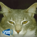 [VÍDEO] Penha: tutora alerta sobre matança de gatos por envenenamento