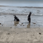 [VÍDEO] Pinguins vivos surgem em praia de Penha; saiba como acionar o resgate para animais marinhos na região