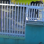 [VÍDEO] Vítima pede ajuda para identificar ladrão que vem furtando cercados e lixeiras