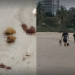 Cachorros defecam na areia de praia em Penha e tutores não limpam; visitante se revolta ao se deparar com cena