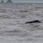 [VÍDEO] Baleias marcam presença em praias de Penha e Balneário Piçarras e encantam visitantes