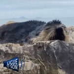 [VÍDEO] Penha: animal marinho tira cochilinho após surgir na Praia da Paciência