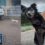 [VÍDEO] Resgatador voluntário questiona atendimento para a causa animal no Instituto do Meio Ambiente de Penha